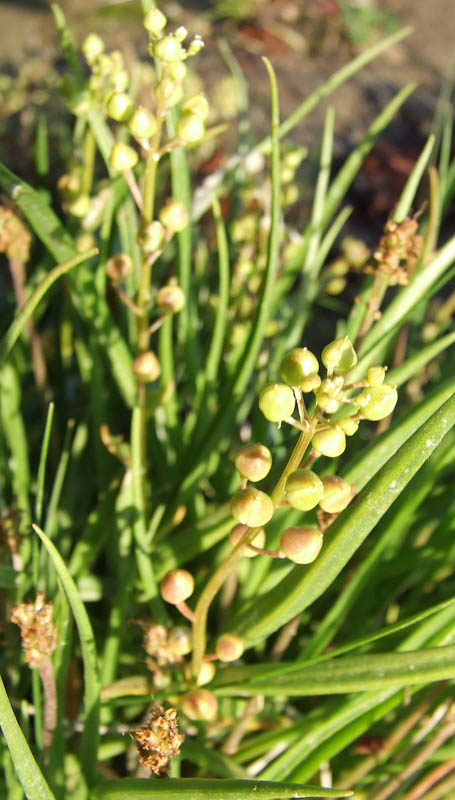 Image of Cochlearia officinalis ssp. norvegica specimen.