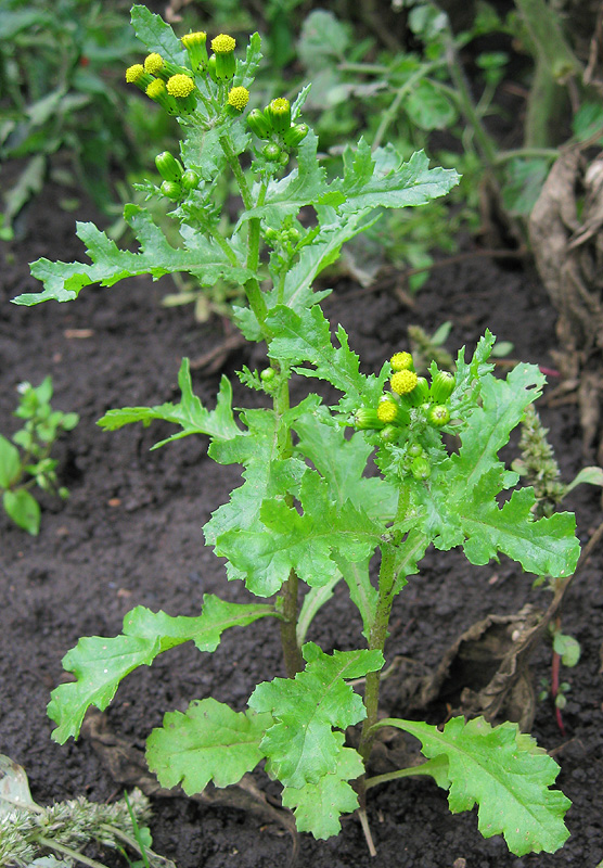 Изображение особи Senecio vulgaris.