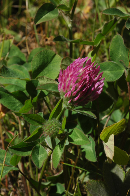 Изображение особи Trifolium pratense.