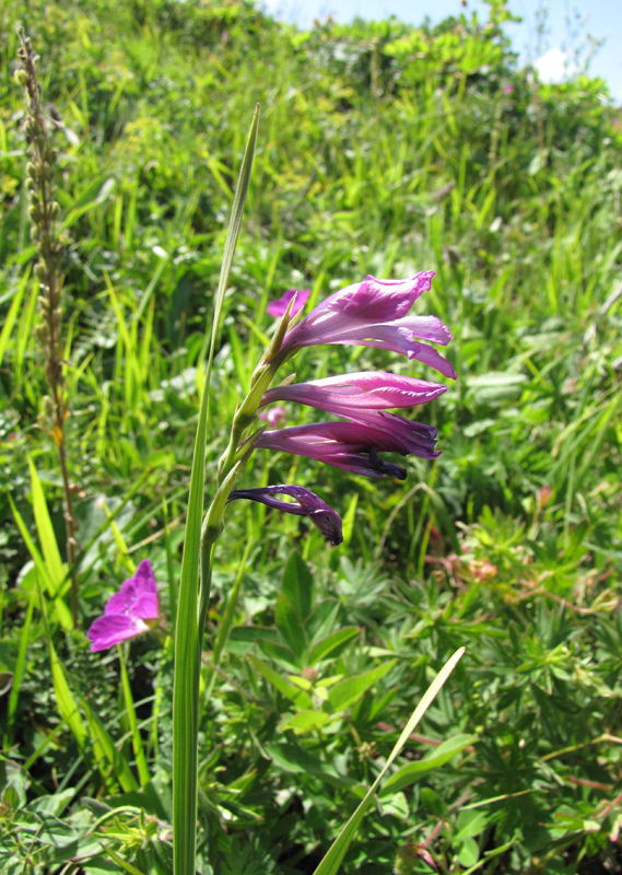 Image of Gladiolus imbricatus specimen.