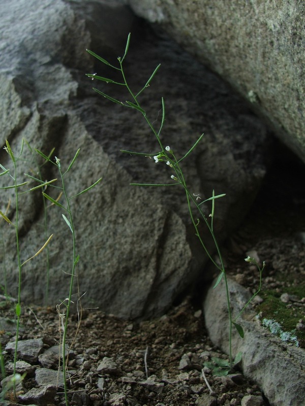 Изображение особи Arabidopsis thaliana.