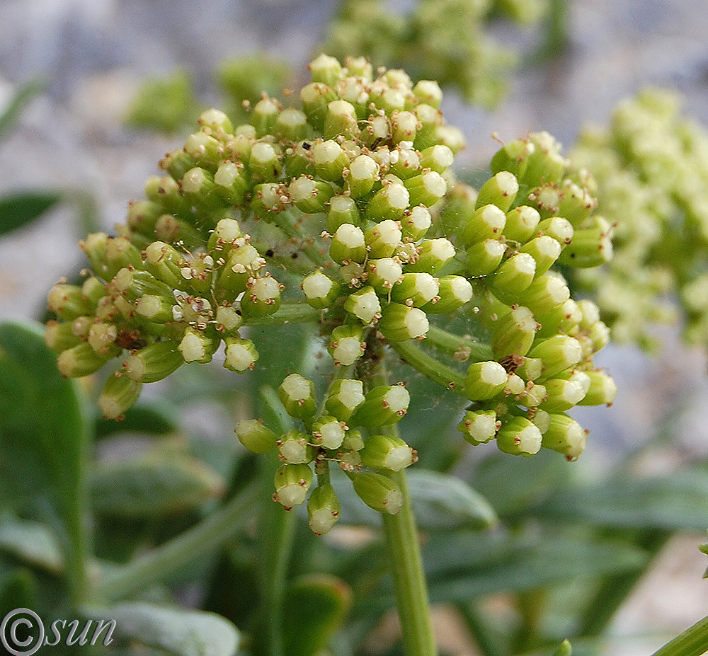 Image of Crithmum maritimum specimen.