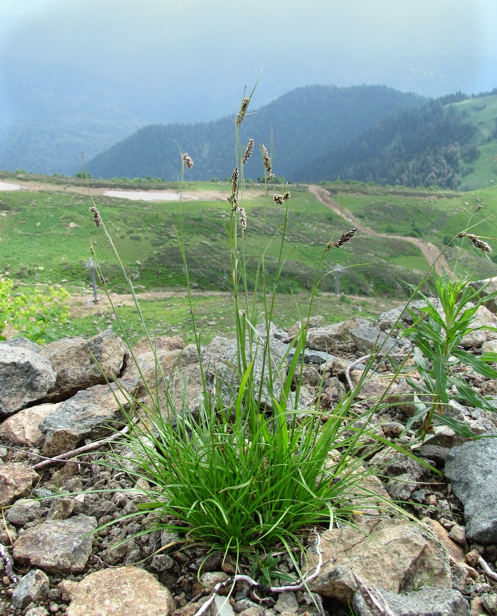 Image of Luzula spicata specimen.