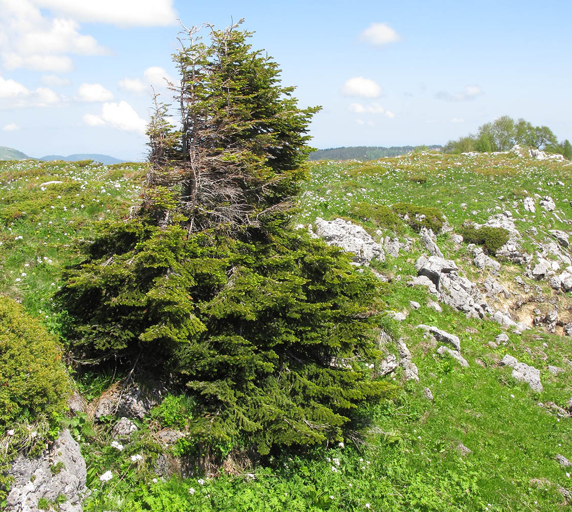 Image of Abies nordmanniana specimen.