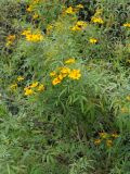 Tagetes lemmonii