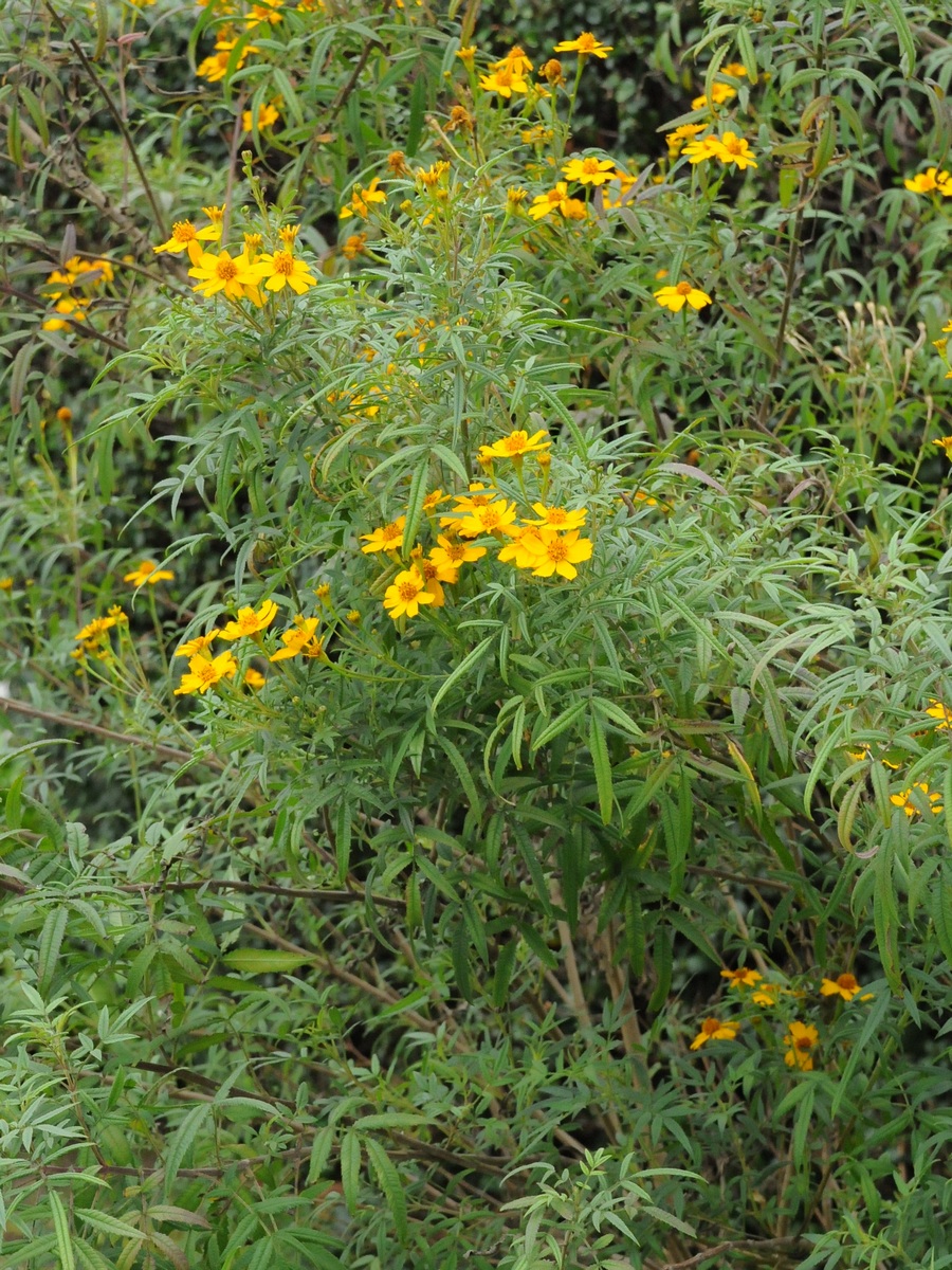 Image of Tagetes lemmonii specimen.