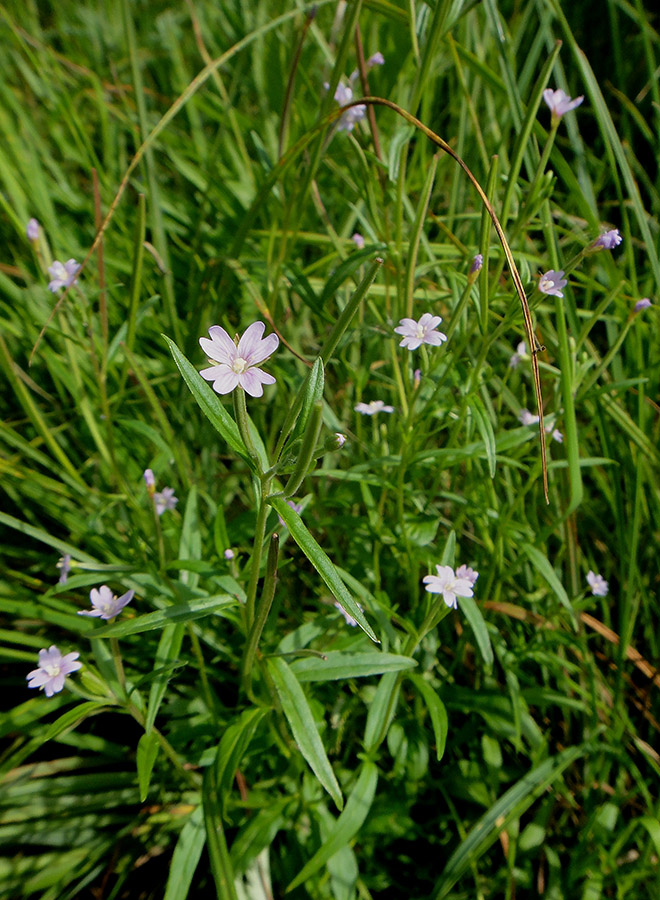 Image of Epilobium palustre specimen.