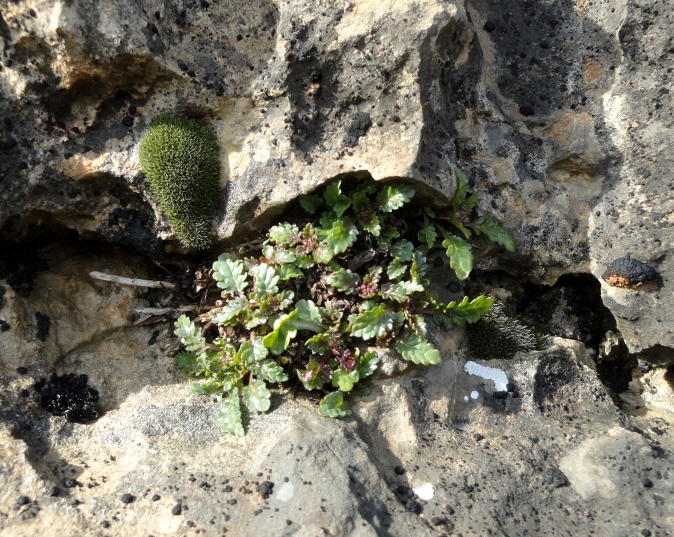 Image of Scrophularia kurbanovii specimen.