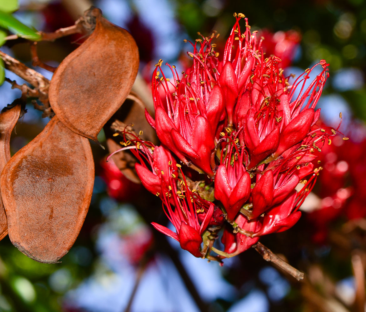 Image of Schotia brachypetala specimen.