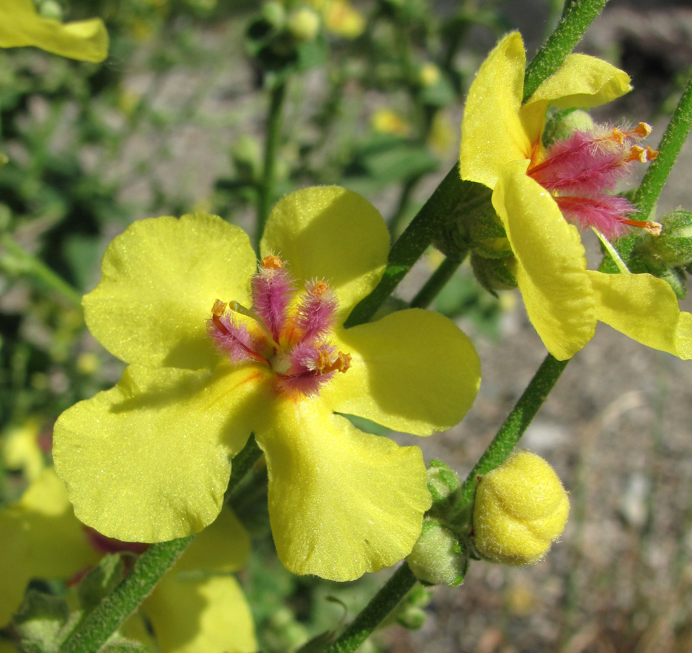 Image of Verbascum sinuatum specimen.