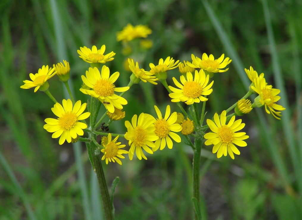 Изображение особи Tephroseris integrifolia.