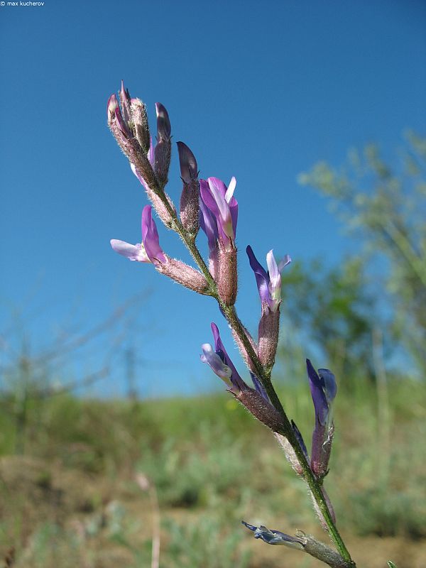 Image of Astragalus varius specimen.