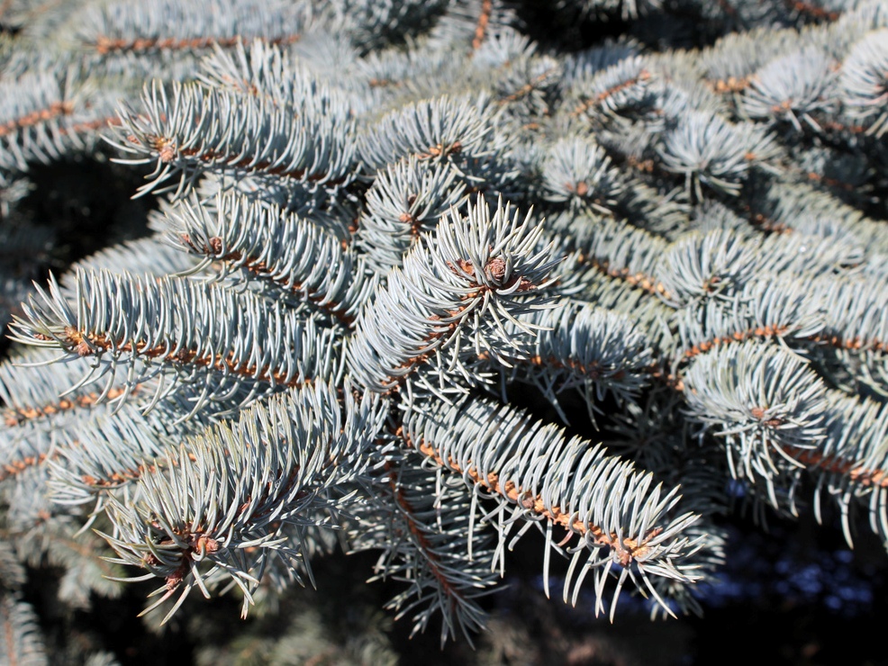 Image of Picea pungens f. glauca specimen.