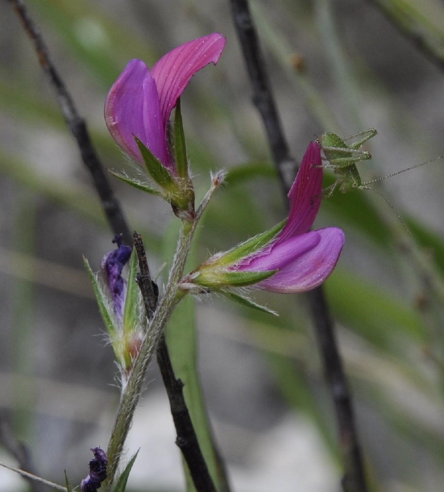 Image of Onobrychis aequidentata specimen.