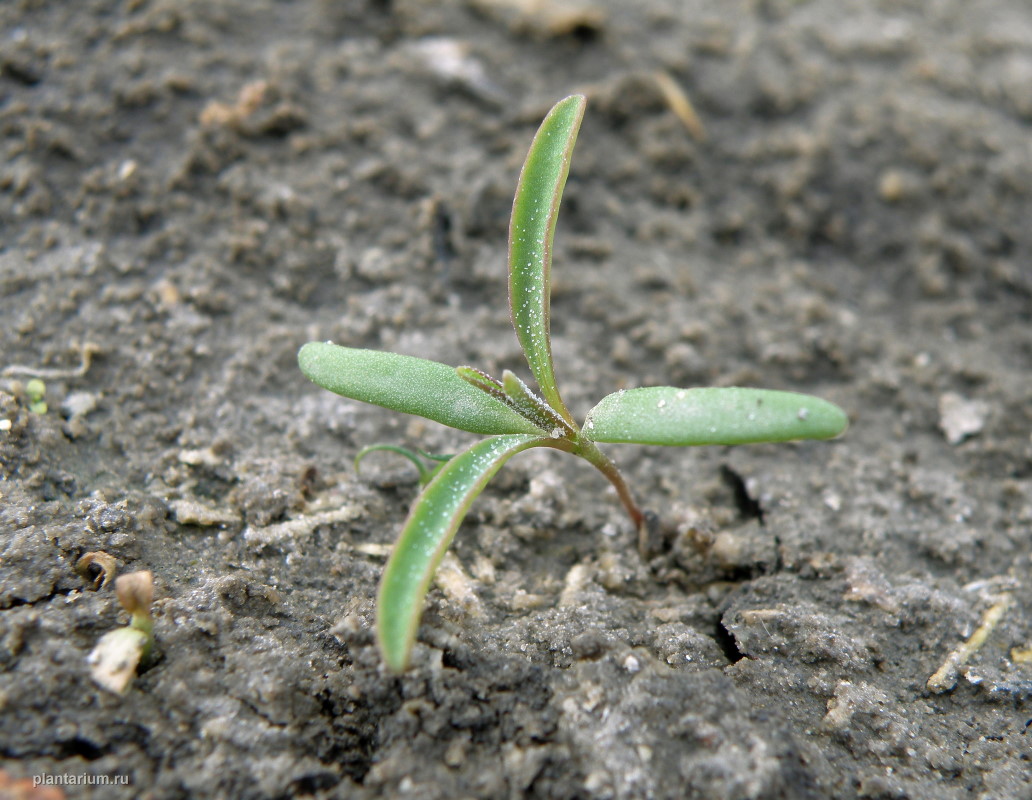 Изображение особи Atriplex patens.