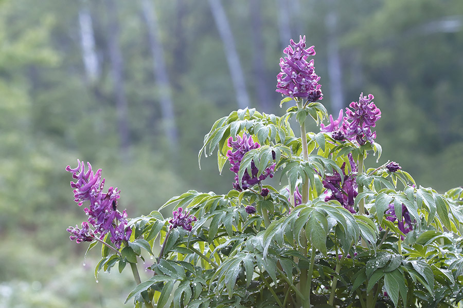 Image of Corydalis gigantea specimen.