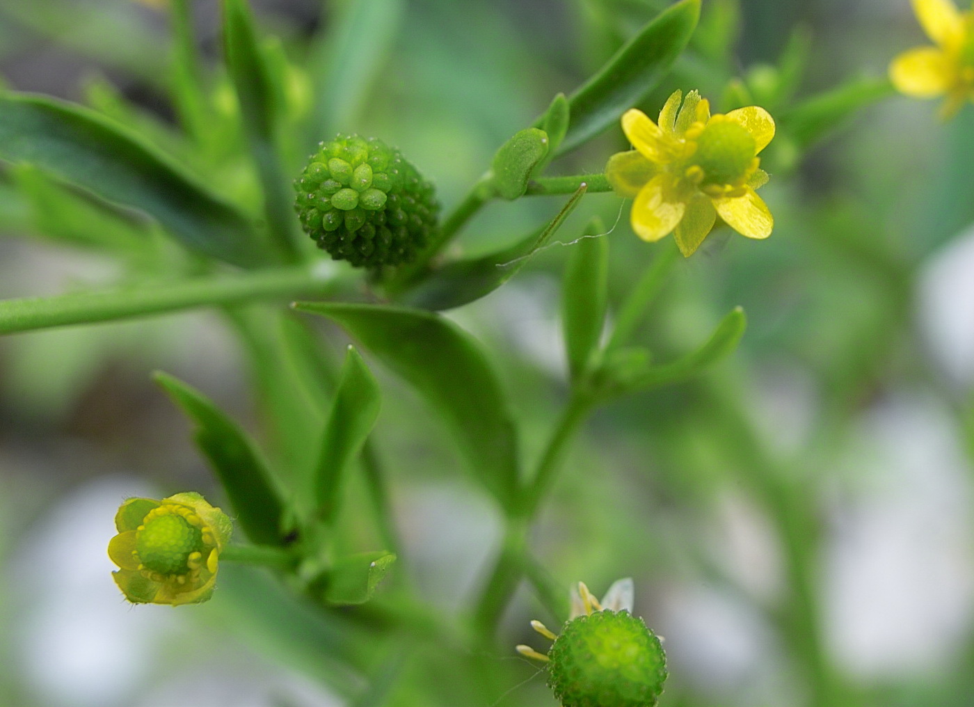 Image of Ranunculus sceleratus specimen.