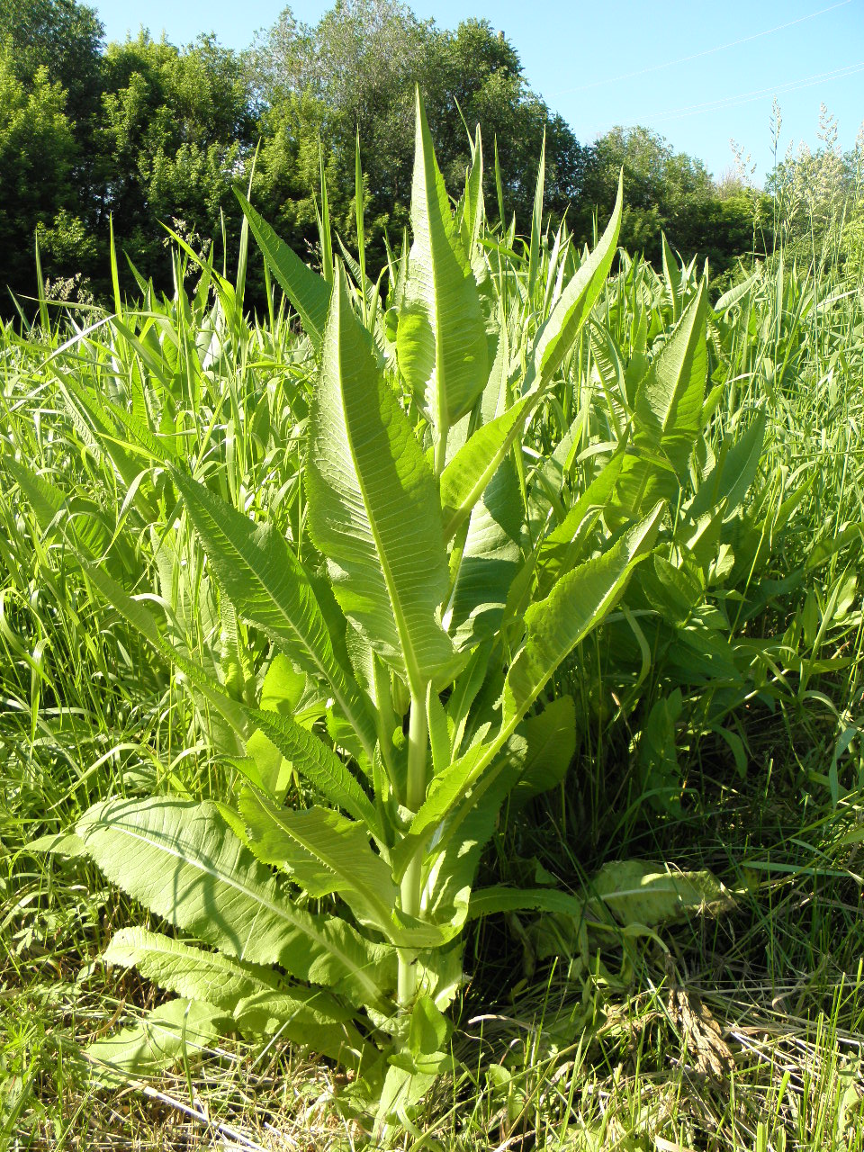 Image of Dipsacus fullonum specimen.