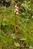 Pyrola minor