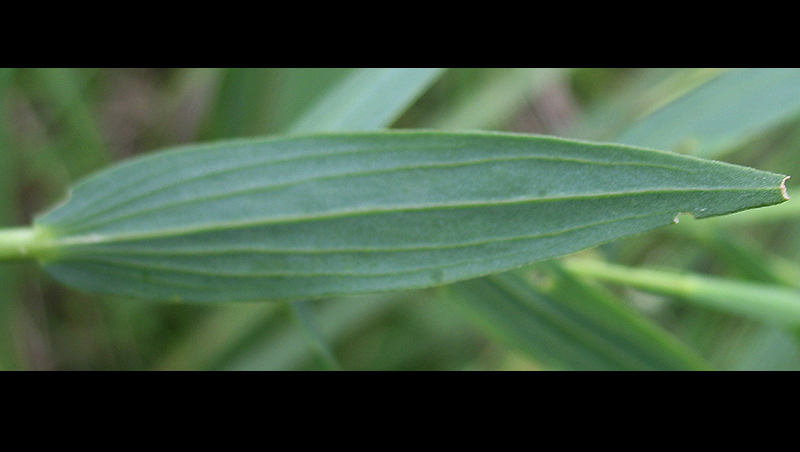 Изображение особи Linum nervosum.