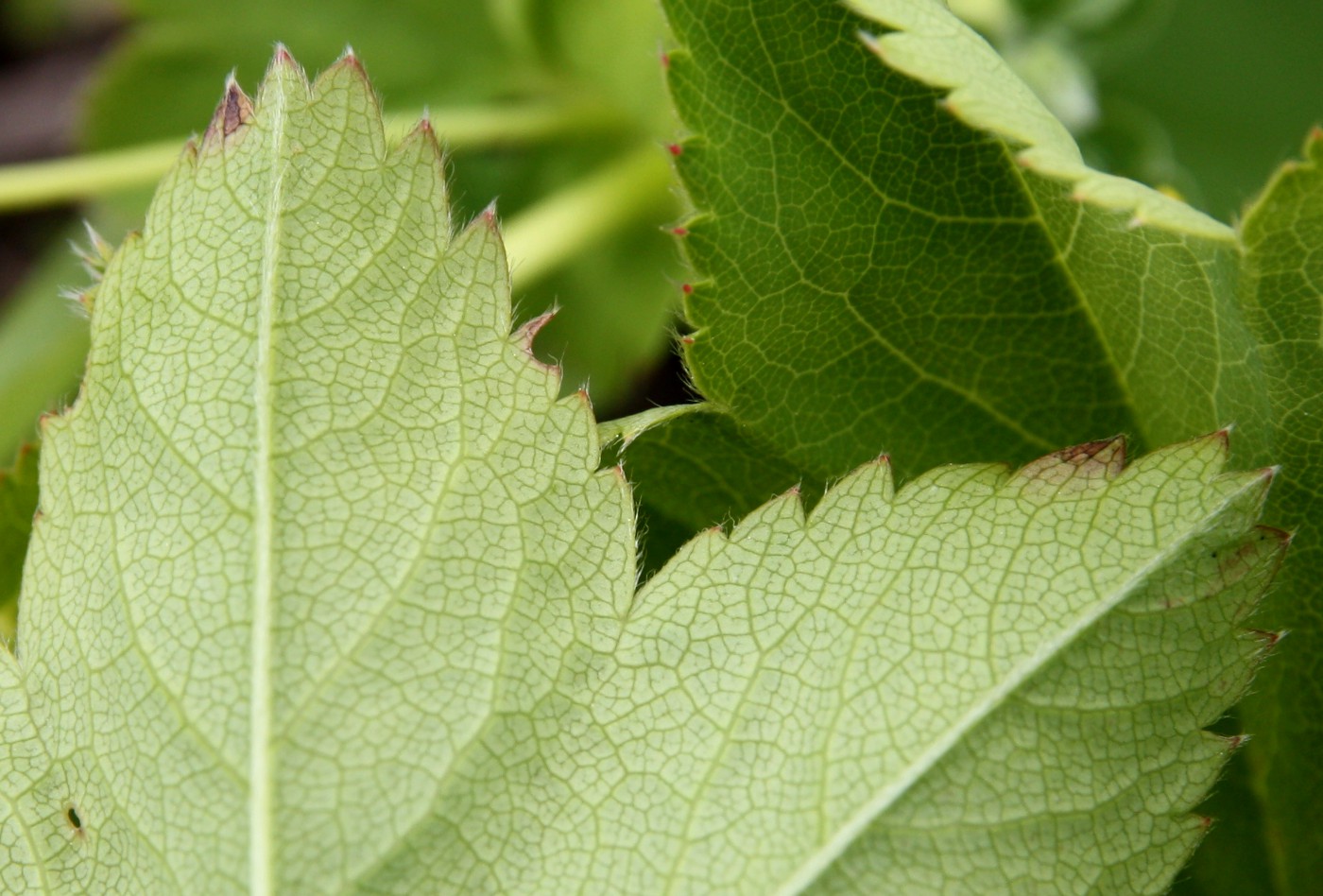 Image of Alchemilla glabra specimen.