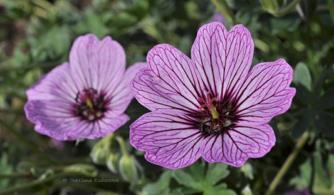 Image of Geranium cinereum specimen.