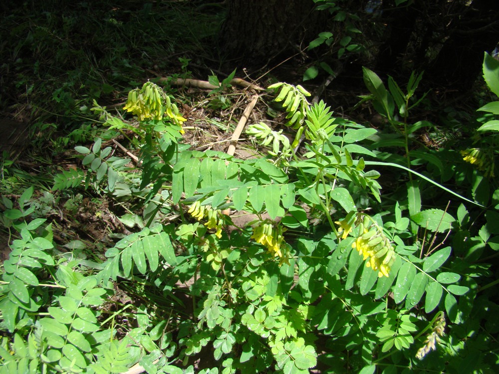 Image of Astragalus lepsensis specimen.