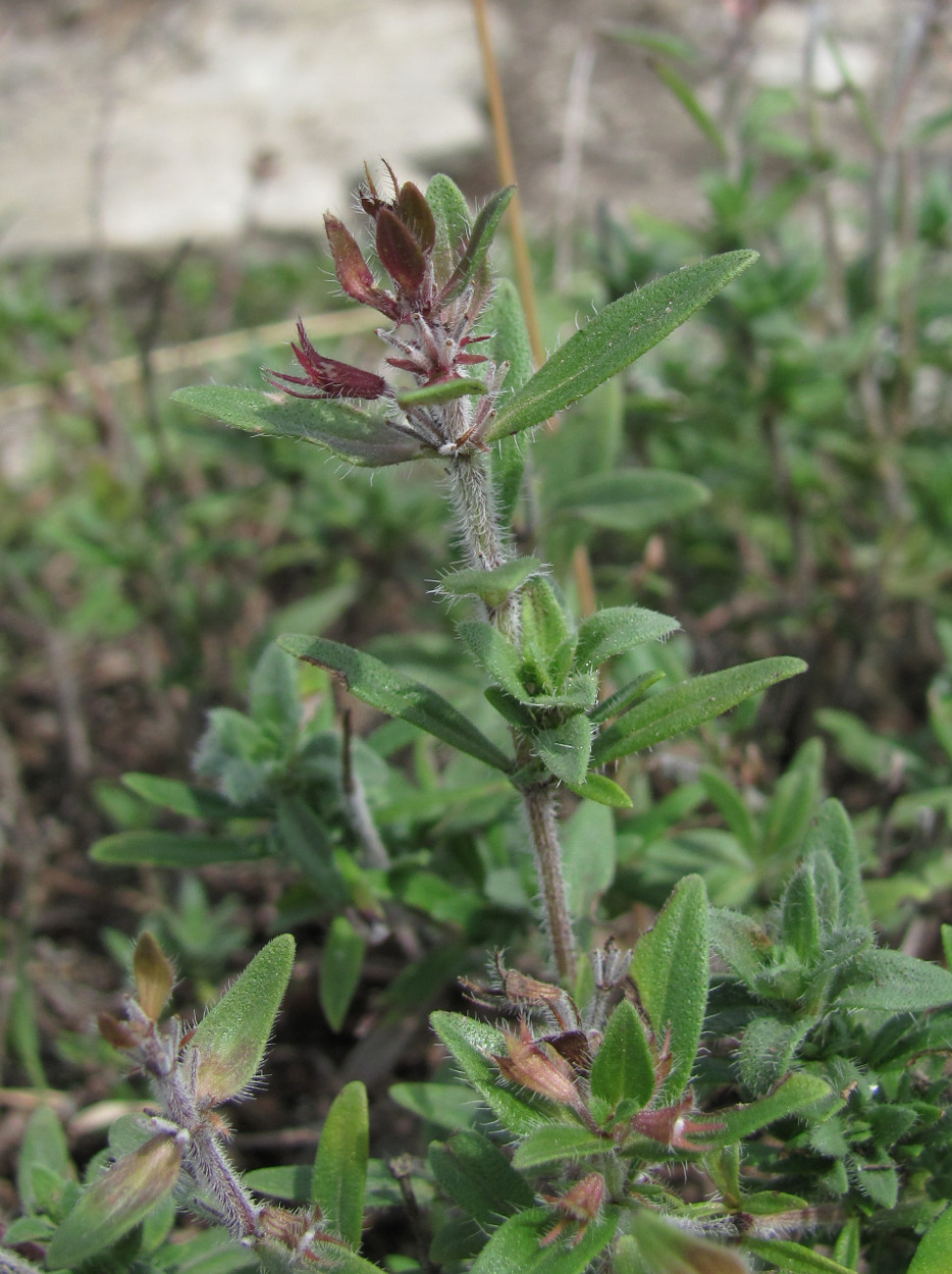 Изображение особи Thymus markhotensis.