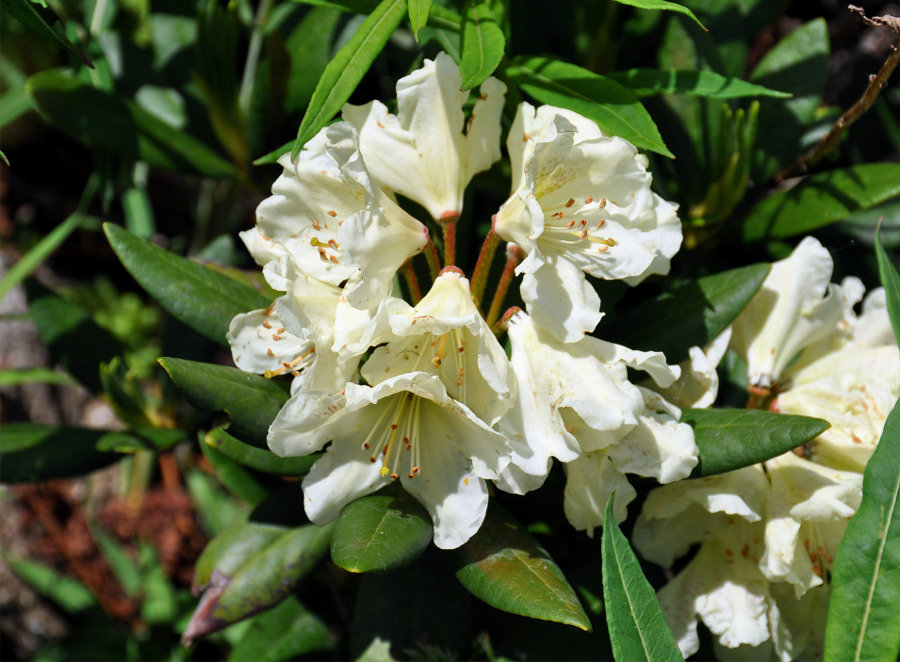 Изображение особи Rhododendron caucasicum.