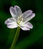 Epilobium montanum