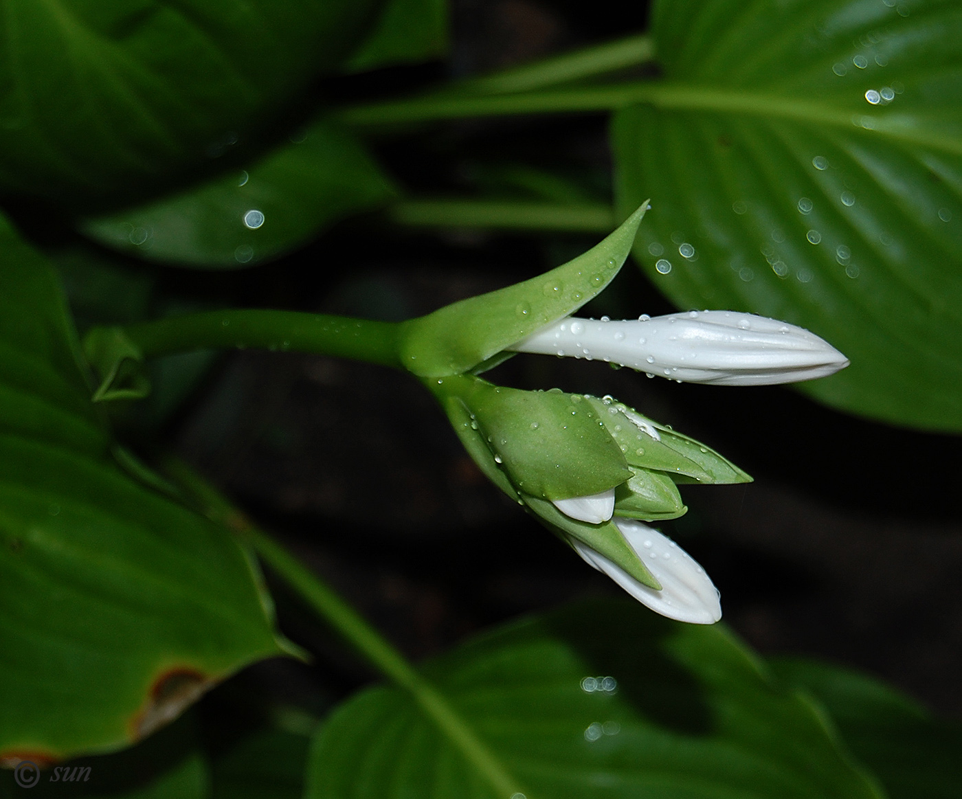 Изображение особи Hosta plantaginea.