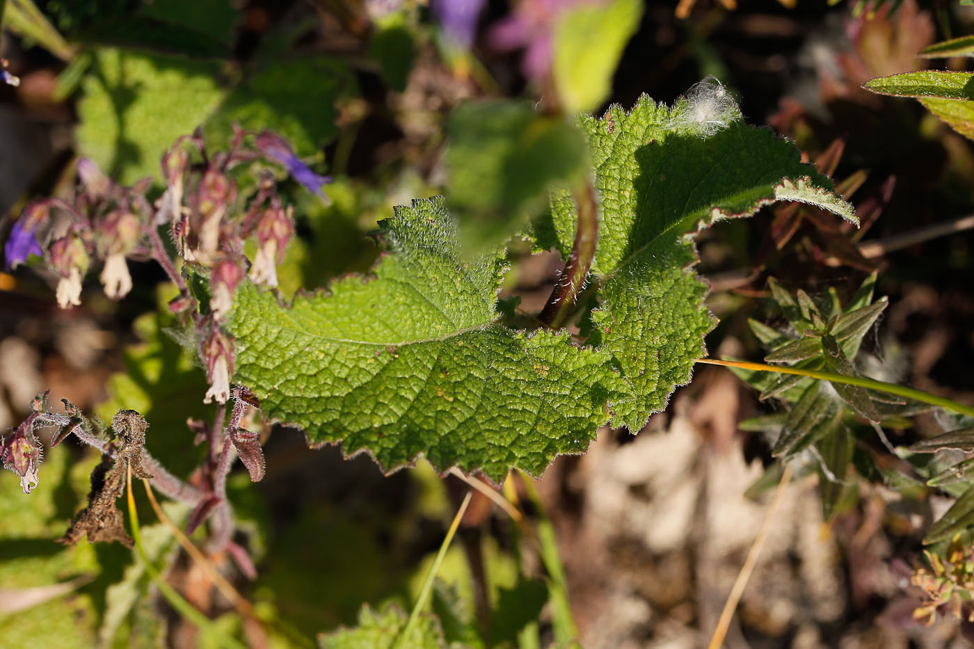 Image of Salvia verticillata specimen.