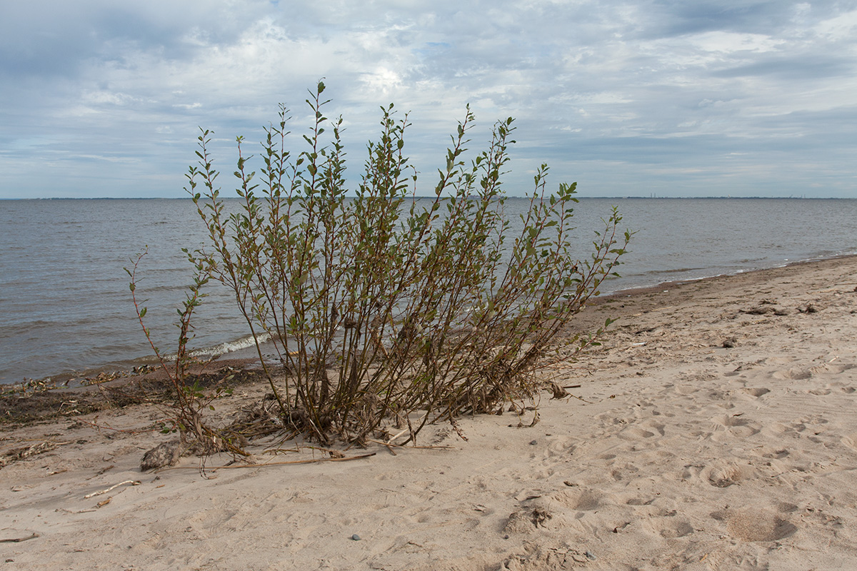 Image of Salix phylicifolia specimen.