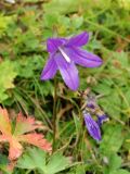 genus Campanula