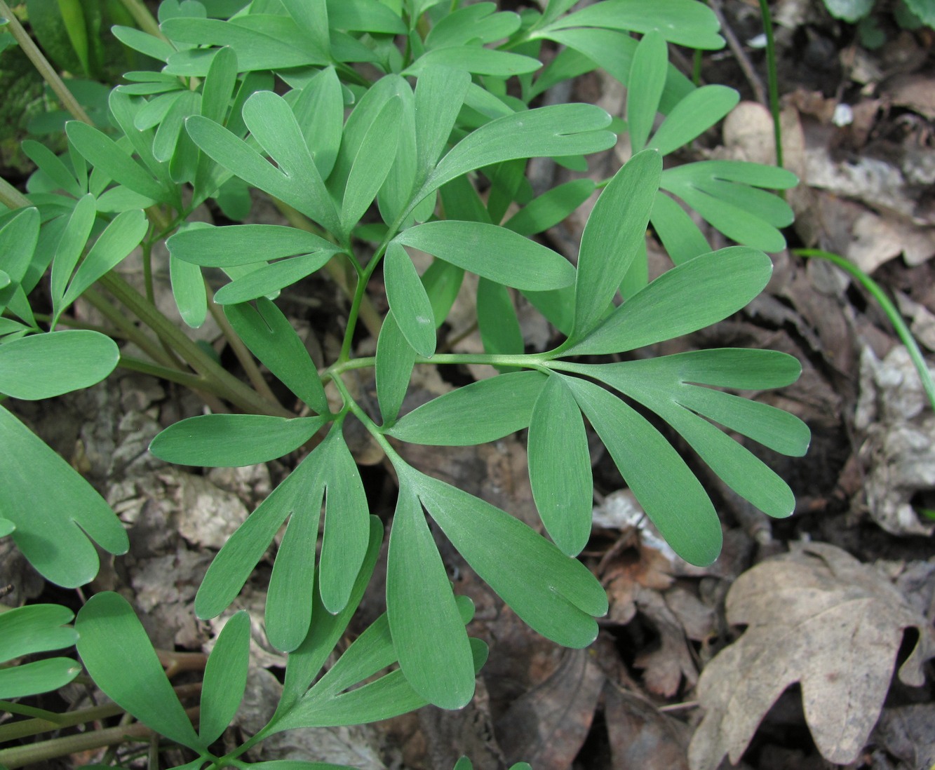 Изображение особи Corydalis caucasica.