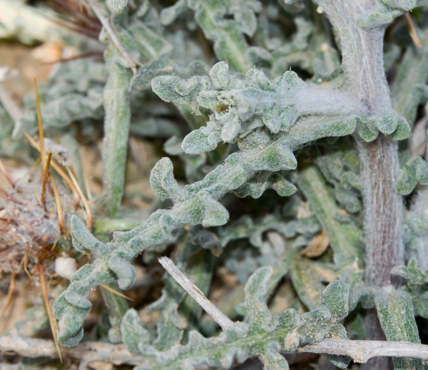 Image of Centaurea aegyptiaca specimen.