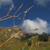 Chaerophyllum millefolium. Верхушки побегов с остатками соплодий. Адыгея, Кавказский биосферный заповедник, ур. Яворова Поляна, каменистая россыпь, выс. ≈ 1900 м н.у.м. 03.10.2015.