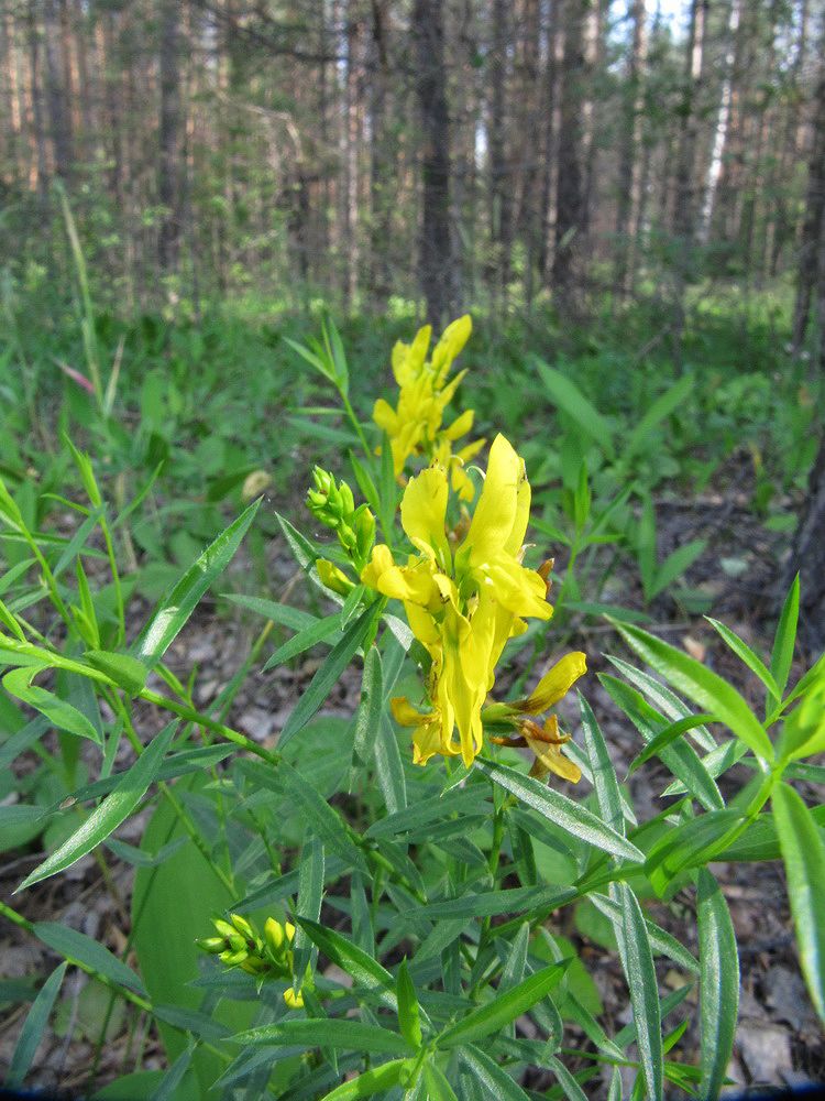 Image of Genista tinctoria specimen.