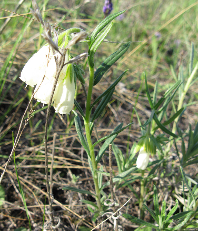 Изображение особи Onosma volgensis.