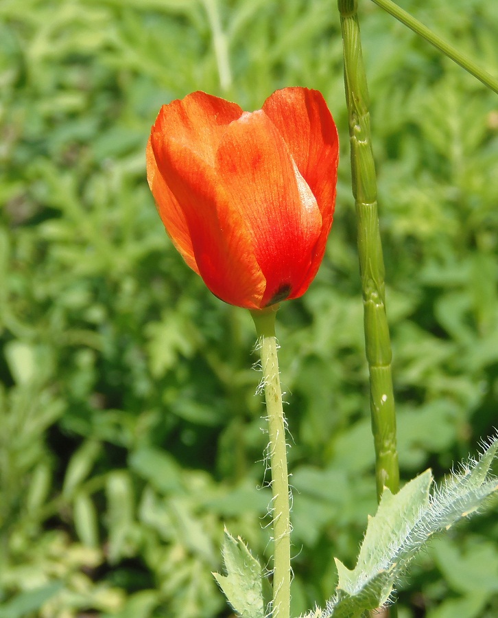 Image of Glaucium corniculatum specimen.