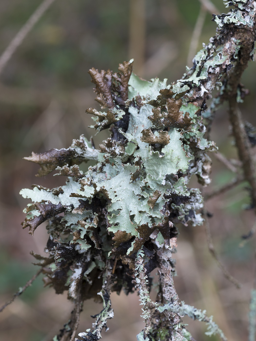 Image of Platismatia glauca specimen.