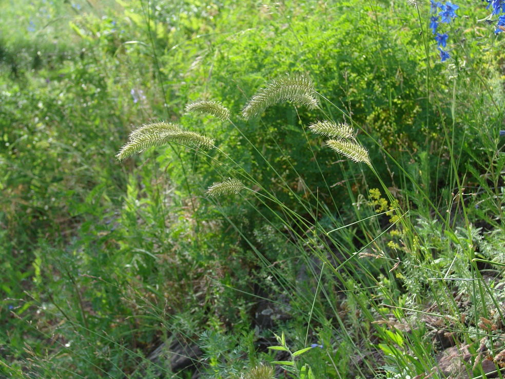 Image of Agropyron pectinatum specimen.