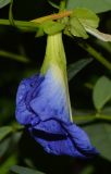 Clitoria ternatea