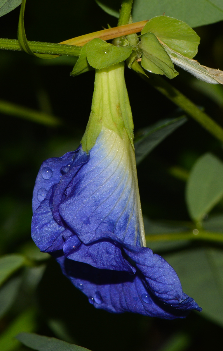 Изображение особи Clitoria ternatea.