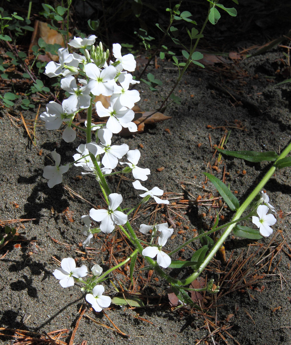 Изображение особи Hesperis sibirica ssp. pseudonivea.