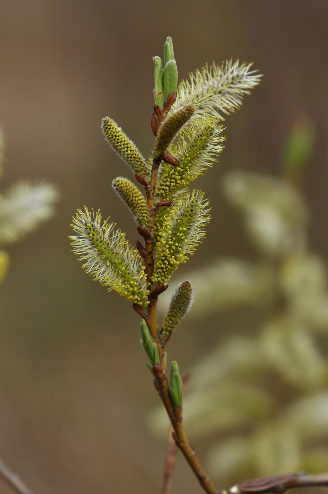 Изображение особи Salix siuzevii.