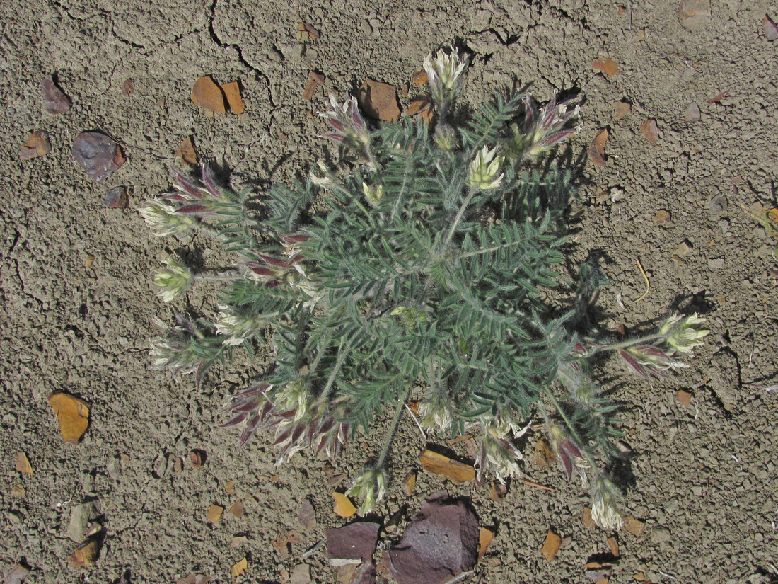 Изображение особи Oxytropis pallasii.