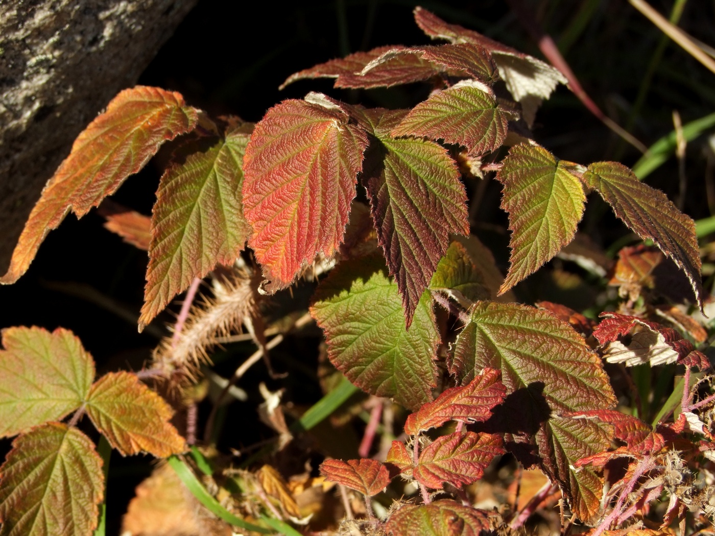 Изображение особи Rubus matsumuranus.