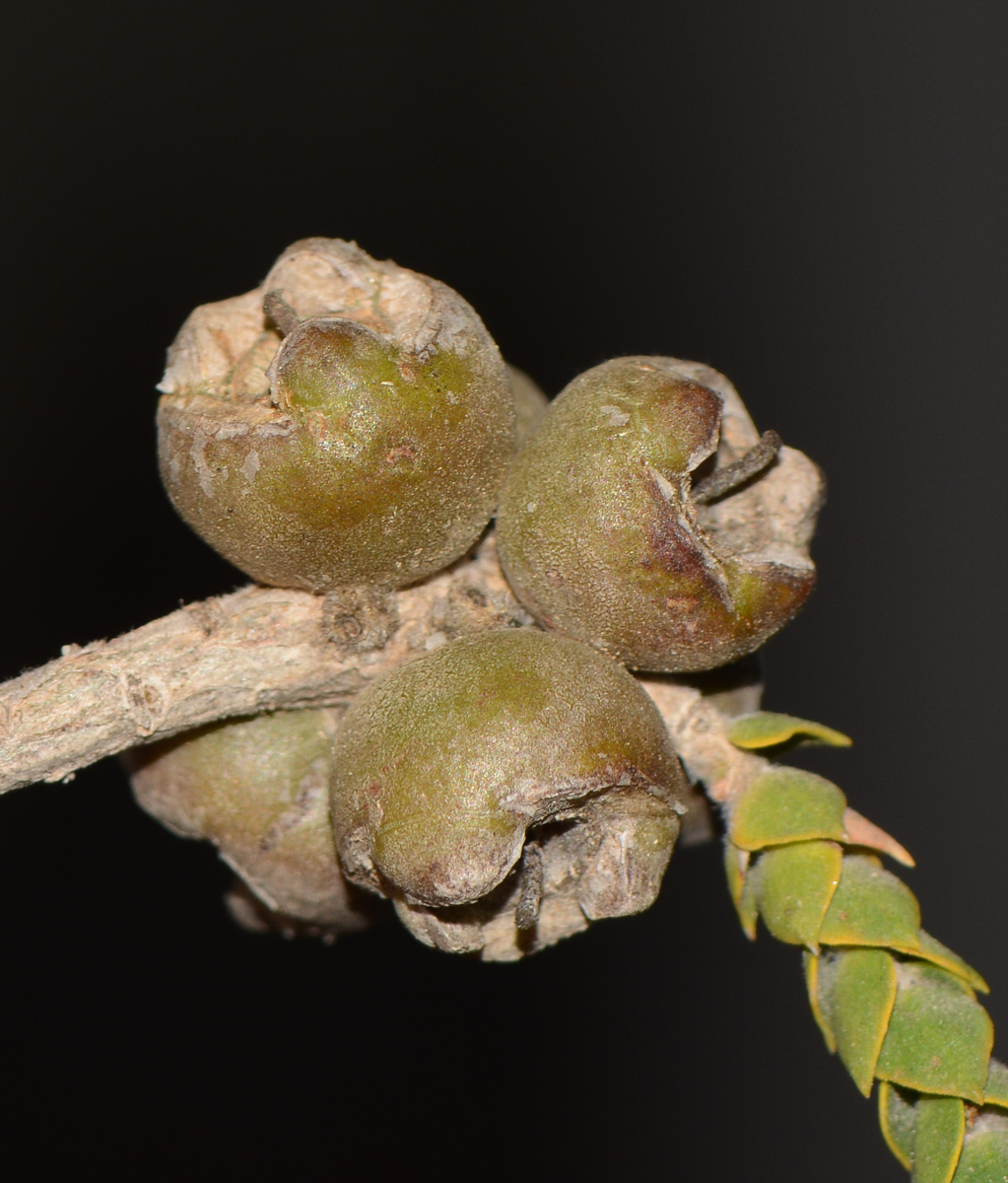 Image of Melaleuca cardiophylla specimen.