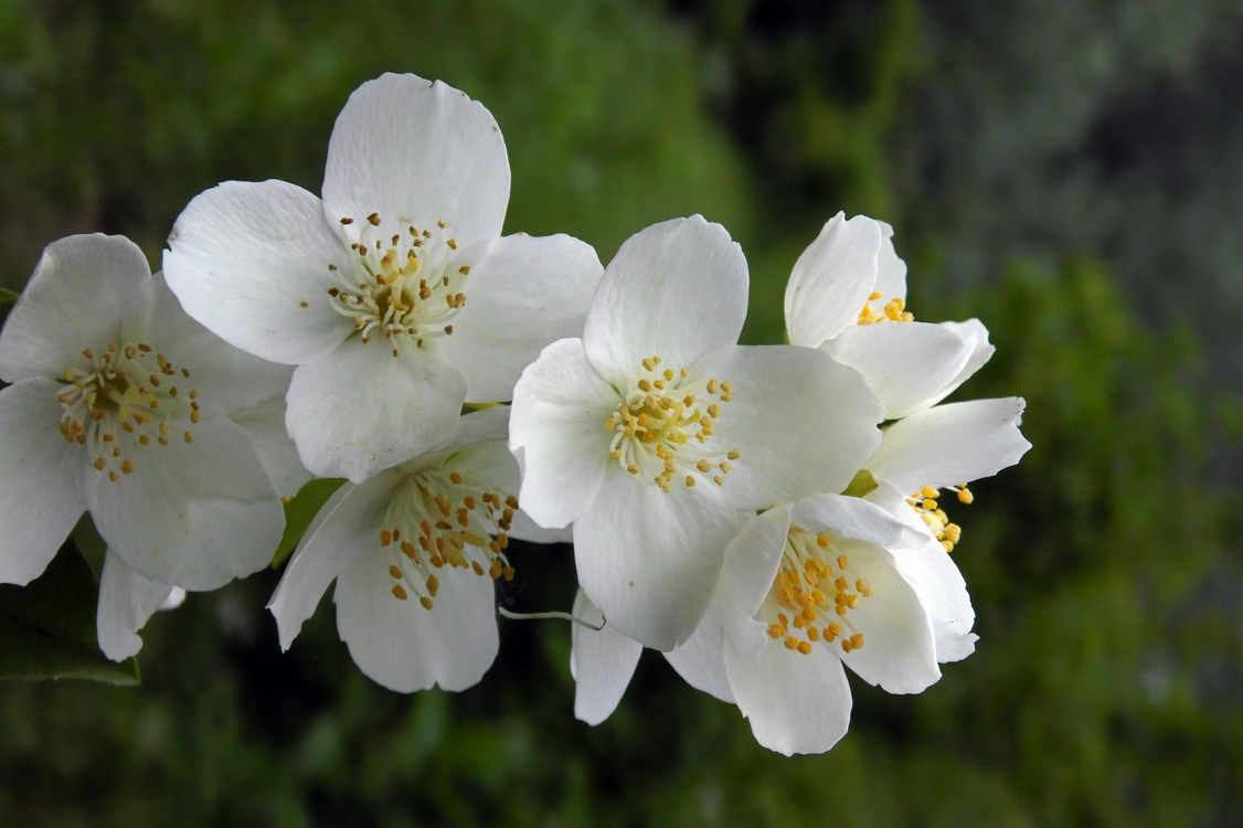 Изображение особи Philadelphus caucasicus.